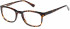 Superdry SDO-JUDSON Glasses in Gloss Tortoise