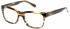 Superdry SDO-USHI Glasses in Olive Horn