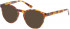 Superdry SDO-GORO Sunglasses in Gloss Blonde Tortoise