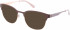 Superdry SDO-KANOJO Sunglasses in Matte Brown