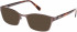 Radley RDO-ROSAMUND Sunglasses in Matte Brown