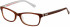 Superdry SDO-ASHLEIGH glasses in Gloss Horn/Brown