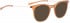 BELLINGER LESS1811 sunglasses in Brown Transparent
