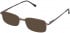Lazer 4034-53 sunglasses in Brown
