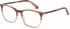 Ted Baker TB8219 glasses in Brown Horn