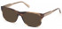 GANT GA3224 sunglasses in Dark Brown/Other