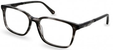 Ted Baker TB8249 glasses in Grey Horn