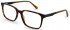 Ted Baker TB8249 glasses in Tortoise