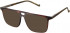 Hackett HEB252 sunglasses in Tort Utx