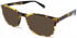 Walter & Herbert LEWIS sunglasses in Light Tort