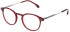 Lozza VL4298 glasses in Shiny Transparent Bordeaux Red