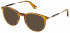 Police VPLE99 sunglasses in Shiny Honey Havana