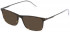 Police VPLD08 sunglasses in Shiny Dark Havana