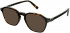 Police VPLC54 sunglasses in Shiny Dark Havana