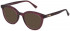 Nina Ricci VNR253 sunglasses in Shiny Transparent Raspberry