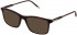 Lozza VL4237 sunglasses in Shiny Dark Havana