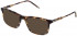 Lozza VL4237 sunglasses in Shiny Havana Striped Ochre