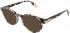Furla VFU437 sunglasses in Brown/Violet