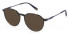 Fila VFI212 sunglasses in Shiny Dark Havana