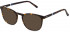 Fila VF9387 sunglasses in Shiny Brown/Yellow Havana