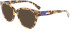 Longchamp LO2698 sunglasses in Tokyo Havana