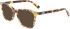 Longchamp LO2700 sunglasses in Tokyo Havana