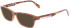 Lacoste L3650 sunglasses in Havana