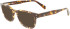 Ferragamo SF2924 sunglasses in Vintage Tortoise