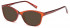 SFE reading sunglasses in Brown