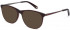 Ted Baker TB8191 sunglasses in Burgundy