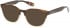 Ted Baker TB8197 sunglasses in Brown Horn Honey