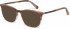 Ted Baker TB8219 sunglasses in Brown Horn