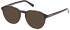 Timberland TB1774-H sunglasses in Dark Havana