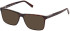 Timberland TB1759-H sunglasses in Dark Havana