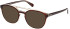 Guess GU50064 sunglasses in Havana/Other