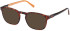 Timberland TB1767 sunglasses in Dark Havana