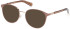 Guess GU8254 sunglasses in Shiny Beige