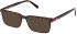 Guess GU50068 sunglasses in Dark Havana