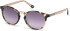 Gant GA7110 sunglasses in Coloured Havana/Gradient