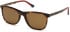 Gant GA7126 sunglasses in Dark Havana/Brown Polarized