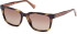 Guess GU00050 sunglasses in Dark Havana/Brown Polarized