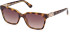 Guess GU7869 sunglasses in Dark Havana/Gradient Brown