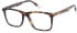 O'Neill ONB-4011 glasses in Gloss Tortoise