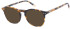 O'Neill ONB-4012 sunglasses in Gloss Tortoise