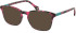 SFE-11114 sunglasses in Tortoiseshell/Teal