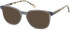 SFE-11145 sunglasses in Grey