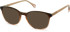 SFE-11131 sunglasses in Brown