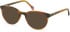 SFE-11127 sunglasses in Brown