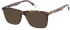 O'Neill ONB-4011 sunglasses in Gloss Tortoise