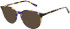Zenith Zenith 101 sunglasses in Tort